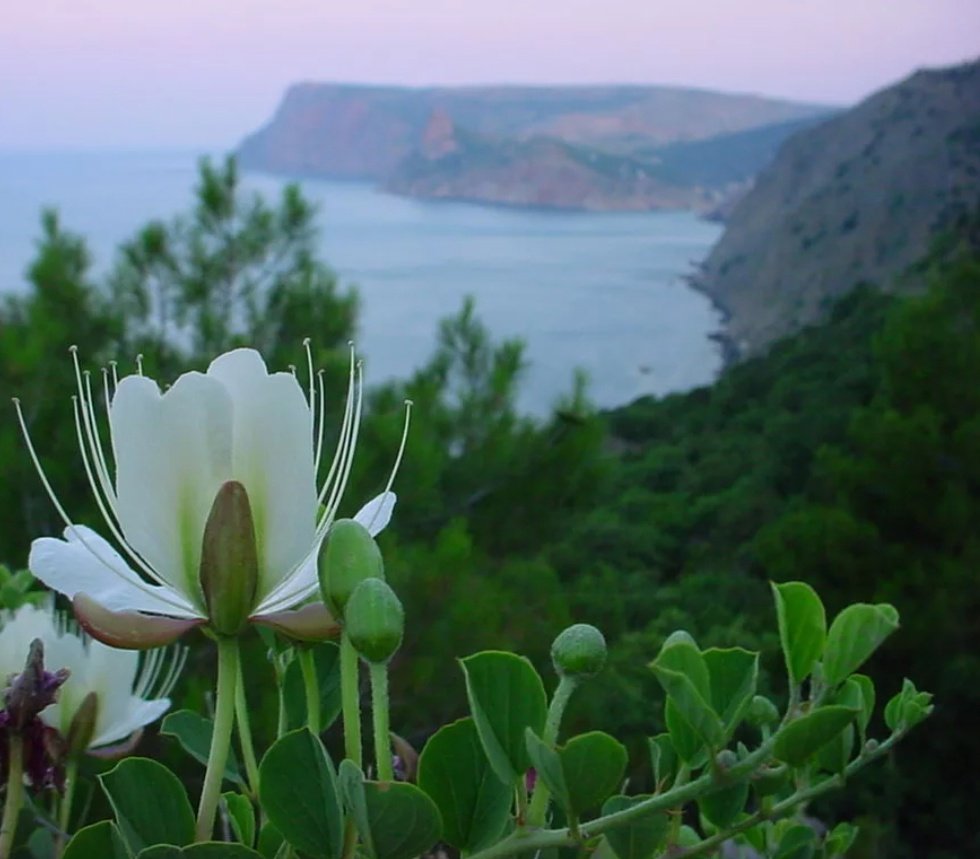 цветок в горах крыма