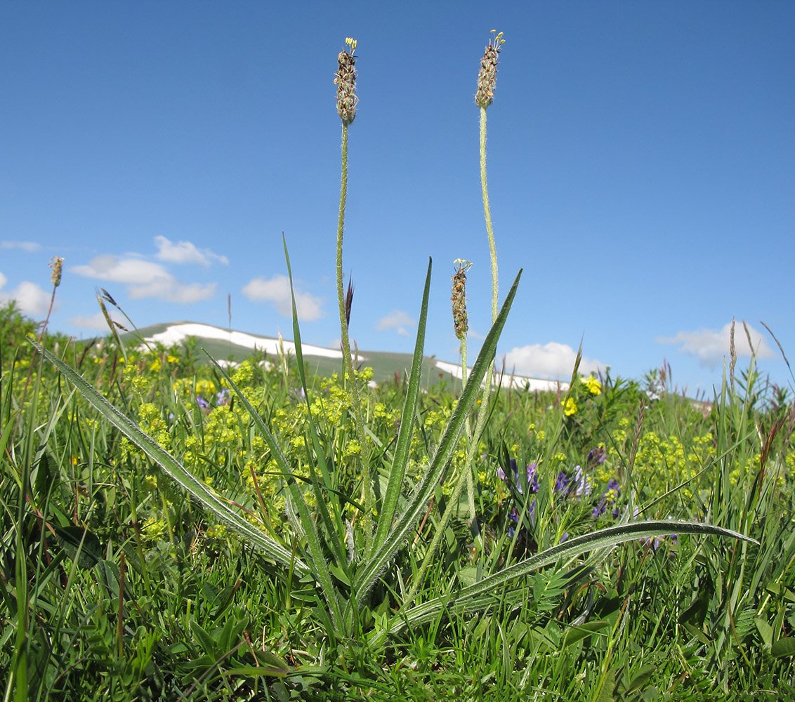 Подорожник оптинский казачий. Plantago atrata. Подорожник блошиный. Подорожник блошный блошник. 55. Подорожник блошный.