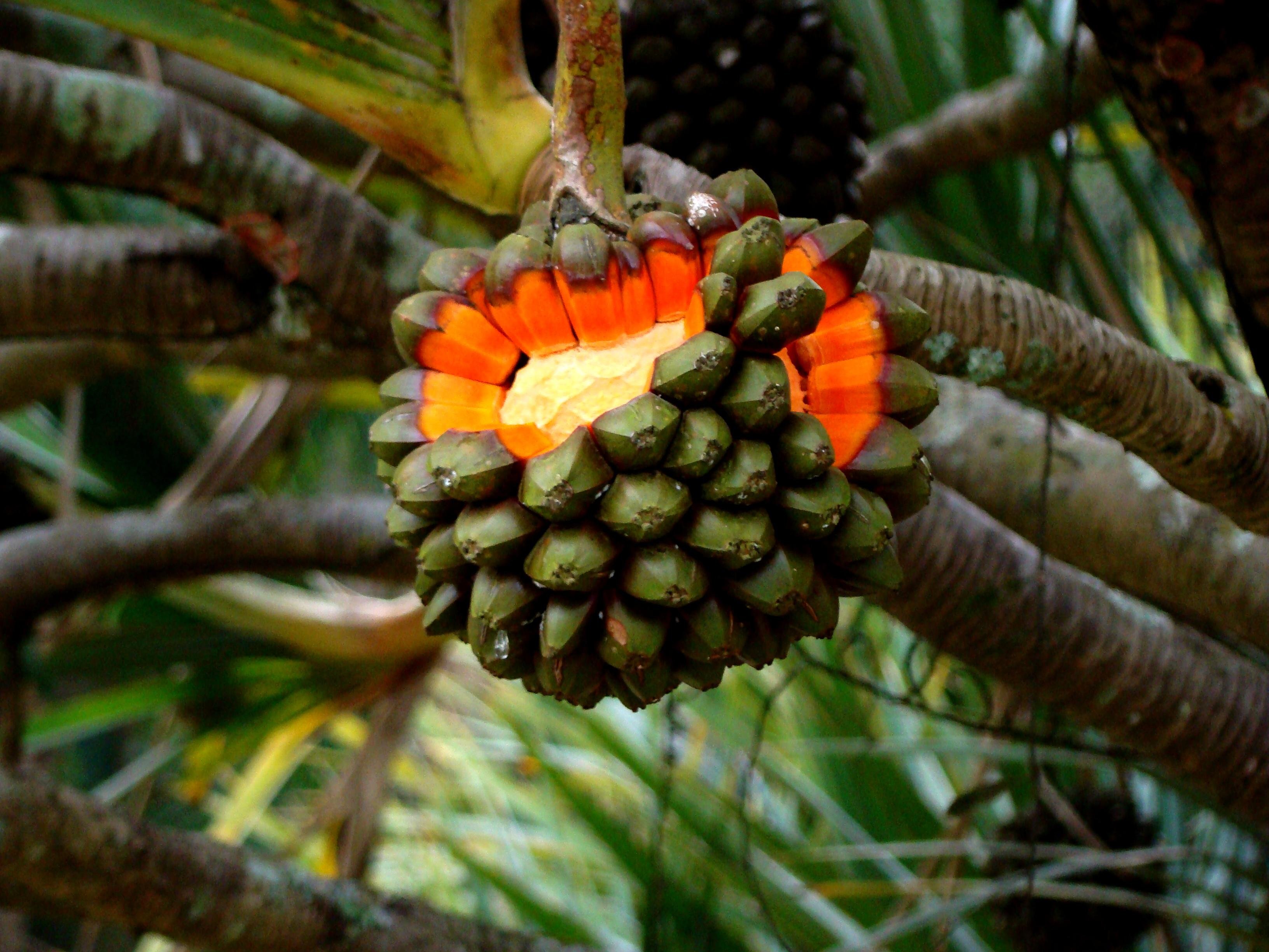 Как получить экзотическую. Пандан фрукт. Пандан (растение). Пальма панданус плоды. Пандан растение плод.