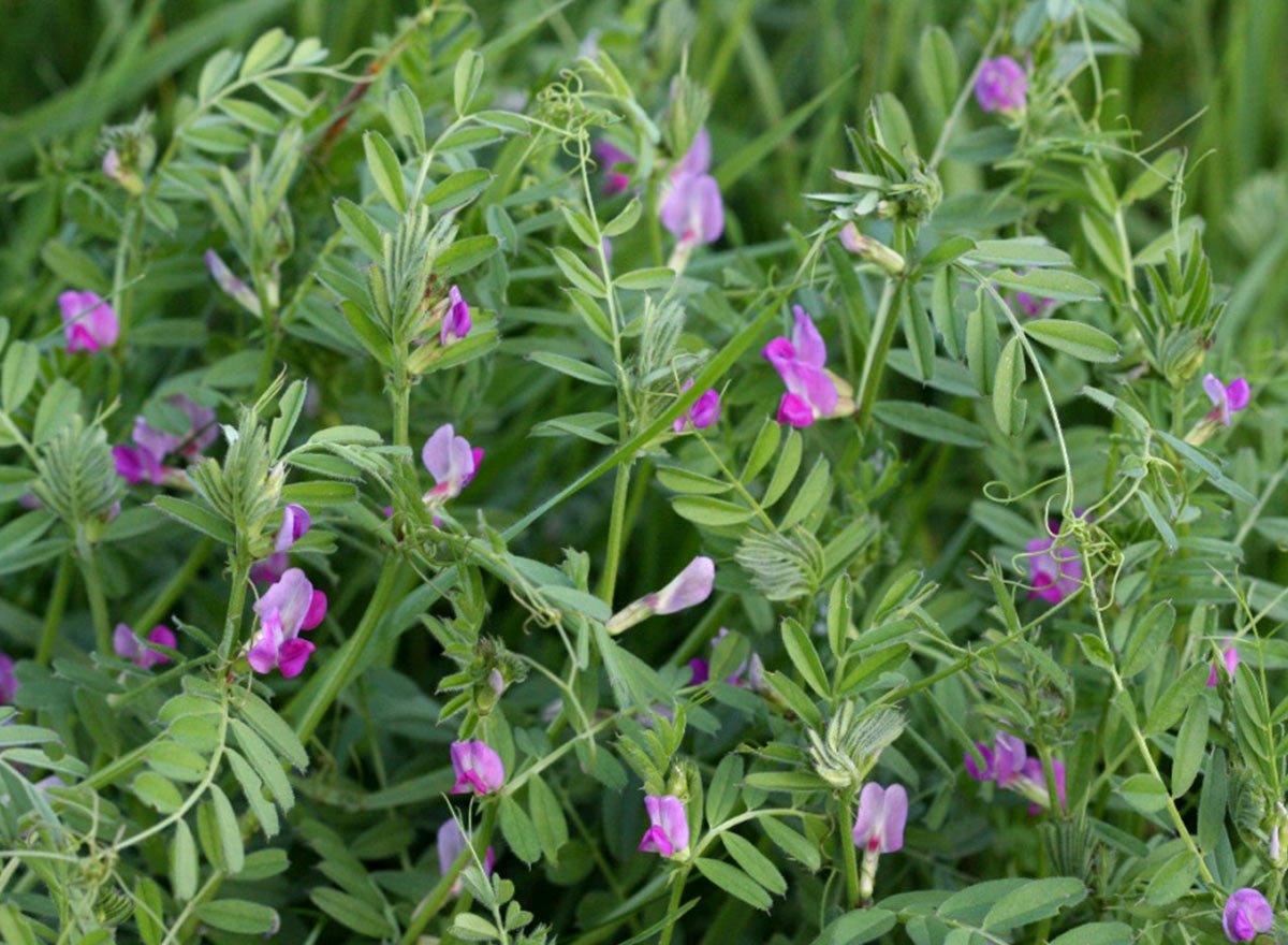 Бобовые травы. Вика посевная --- Vicia Sativa. Горошек посевной (Вика посевная) Vicia Sativa l.. Вика Яровая (мышиный горошек) Vicia Sativa. Горох Vicia Sativa.