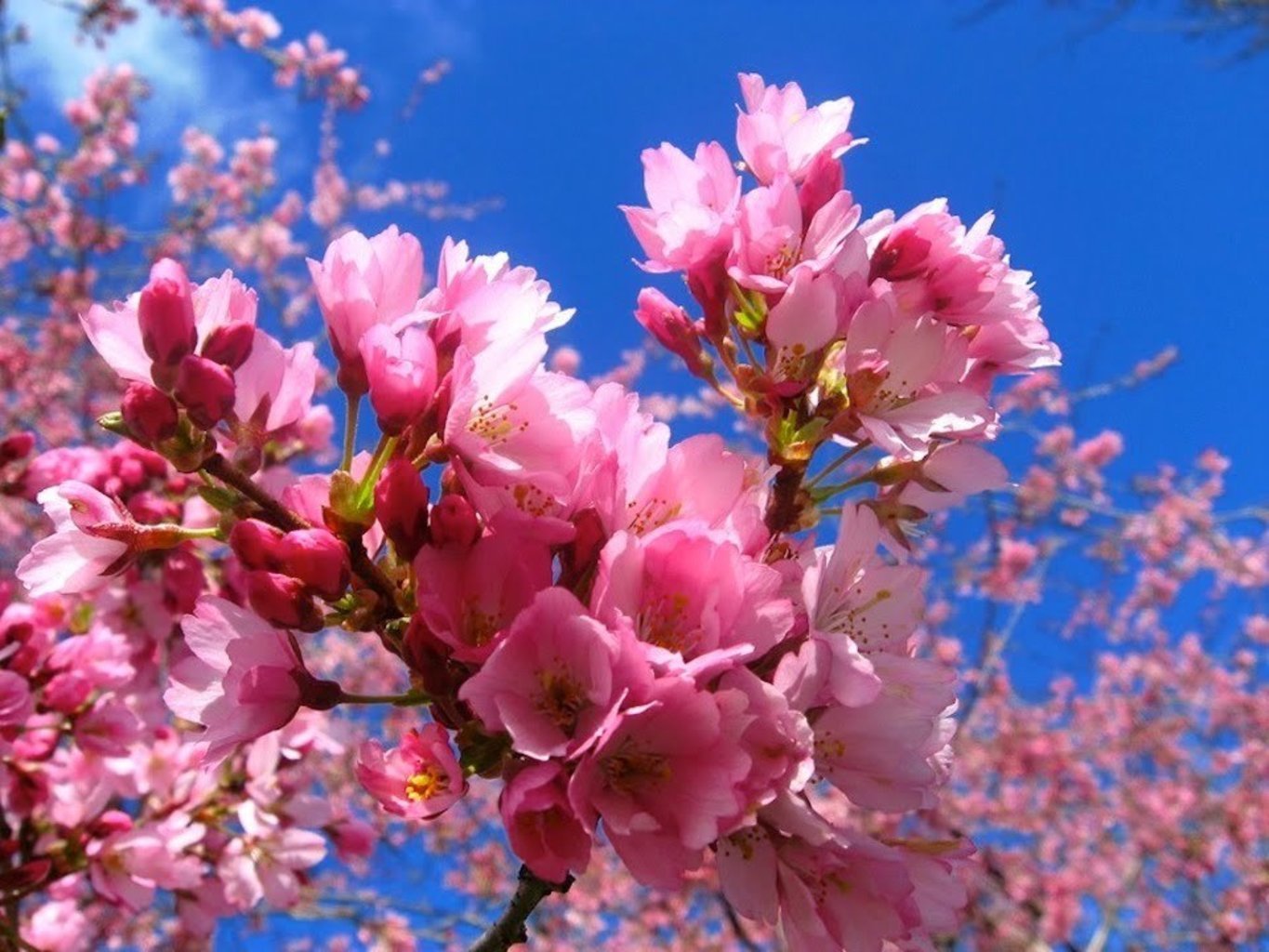 Какая красота весной. Vesennije cvety. Красивые весенние цветы.