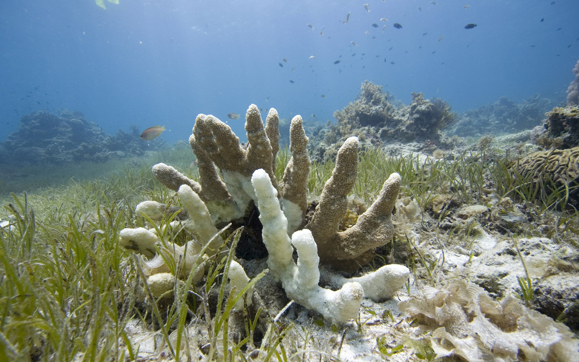 Водоросли на морском дне. Морские растения. Морские кораллы. Подводный мир кораллы. Подводные водоросли.