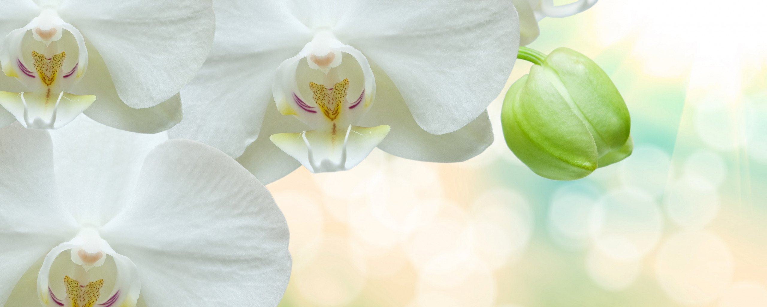 Орхидея Арома