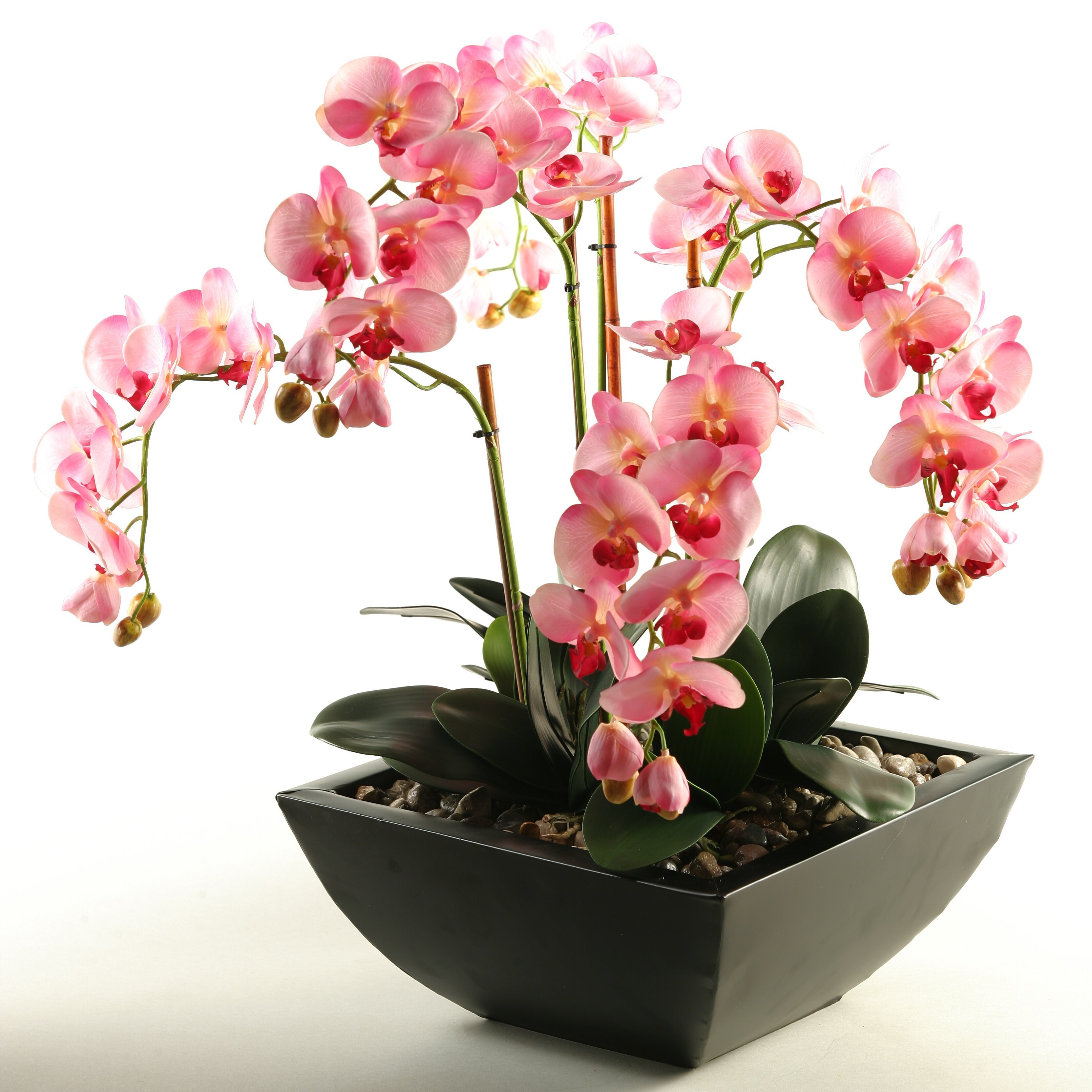 Орхидея живая цветок