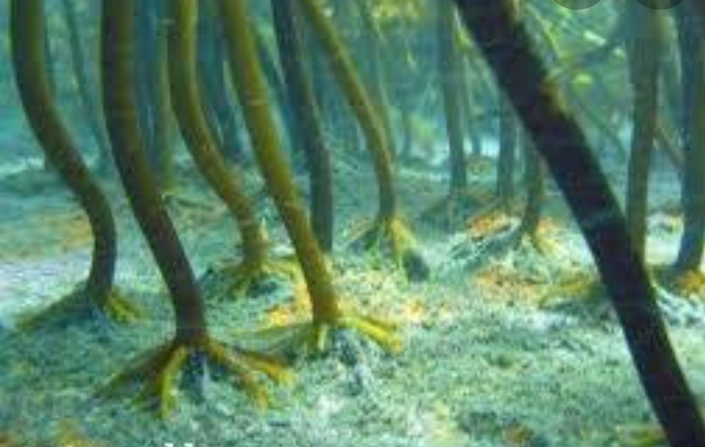 Подводный мир Саргассова моря
