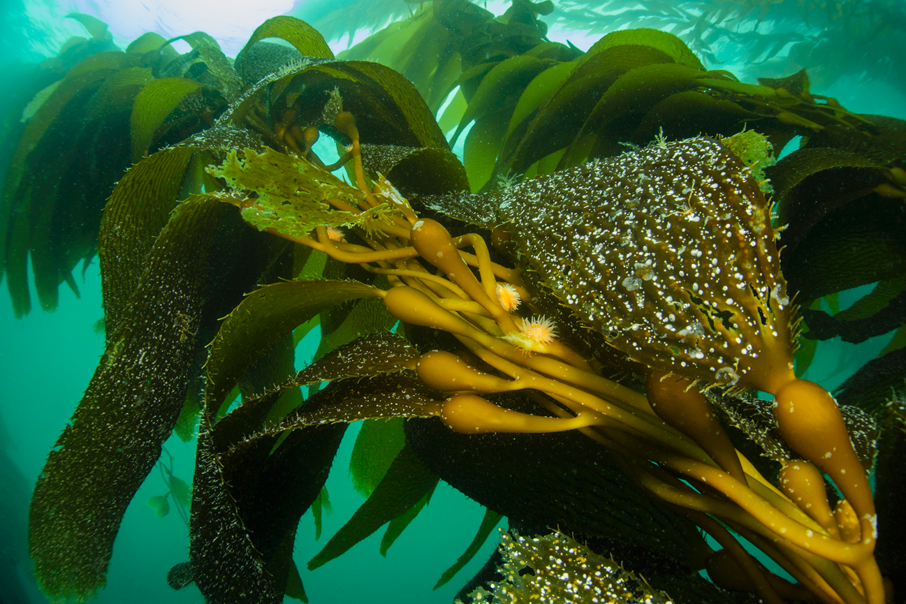 Макроцистис водоросли. Бурые водоросли макроцистис. Бурая водоросль (Macrocystis pyrifera),. Макроцистис грушевидный келп.