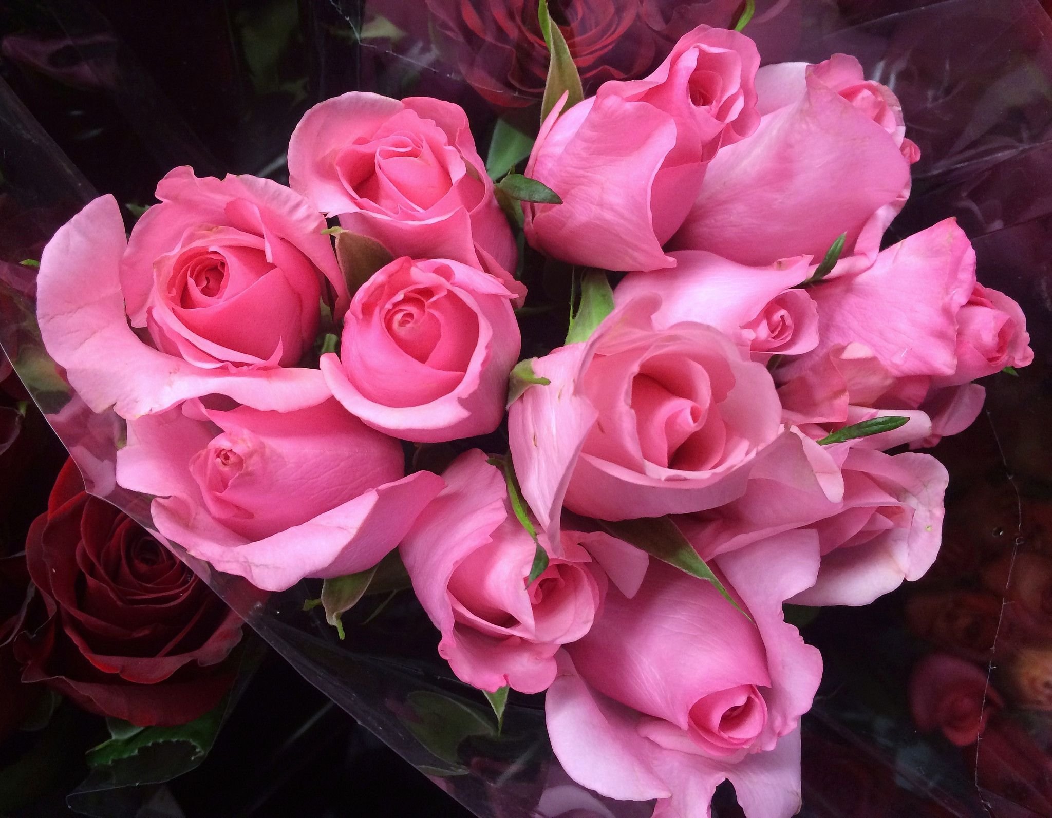 Фотки красивых роз. Розовые розы.