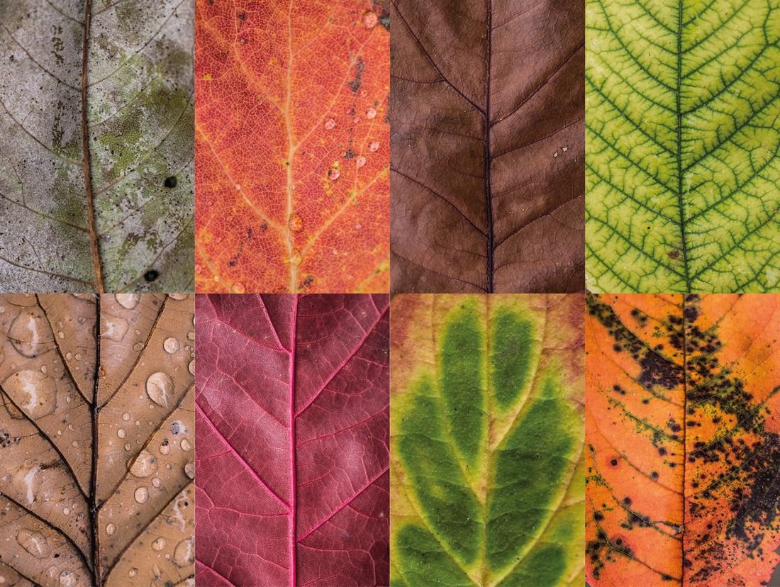 Каким цветом листья осенью. Осенняя окраска листьев. Цвет листьев. Расцветка осенних листьев. Пигменты в листьях деревьев.