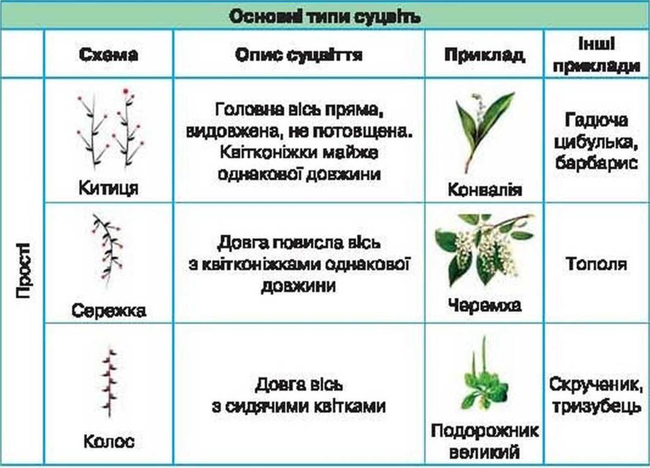 Таблица по биологии название соцветия схема соцветия. Таблица типы соцветий 6 класс биология. Типы соцветий таблица 6 класс. Таблица по биологии 6 класс типы соцветий. Таблица по биологии 6 класс соцветия.