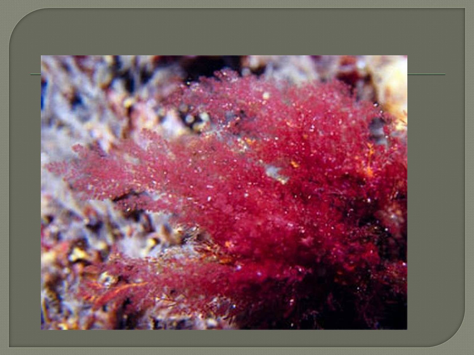 Почему водоросли красные. Каллитамнион водоросль. Красные водоросли каллитамнион. Церамиум водоросль. Каллитамнион щитковидный.