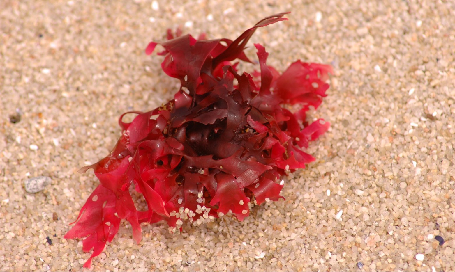 Красной водорослью является. Порфира (Porphyra. Красные морские водоросли порфира. Багрянки водоросли. Красные водоросли каррагинан.