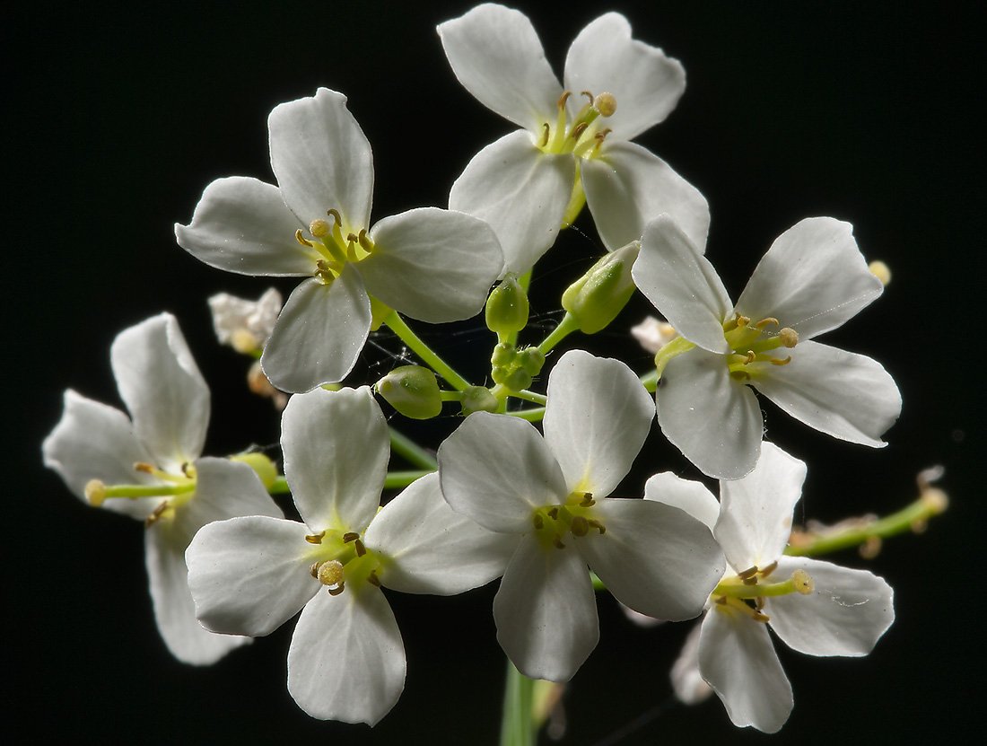 Крестоцветные. Brassicaceae. Голубые цветы крестоцветные. Крестоцветные с белыми цветками.