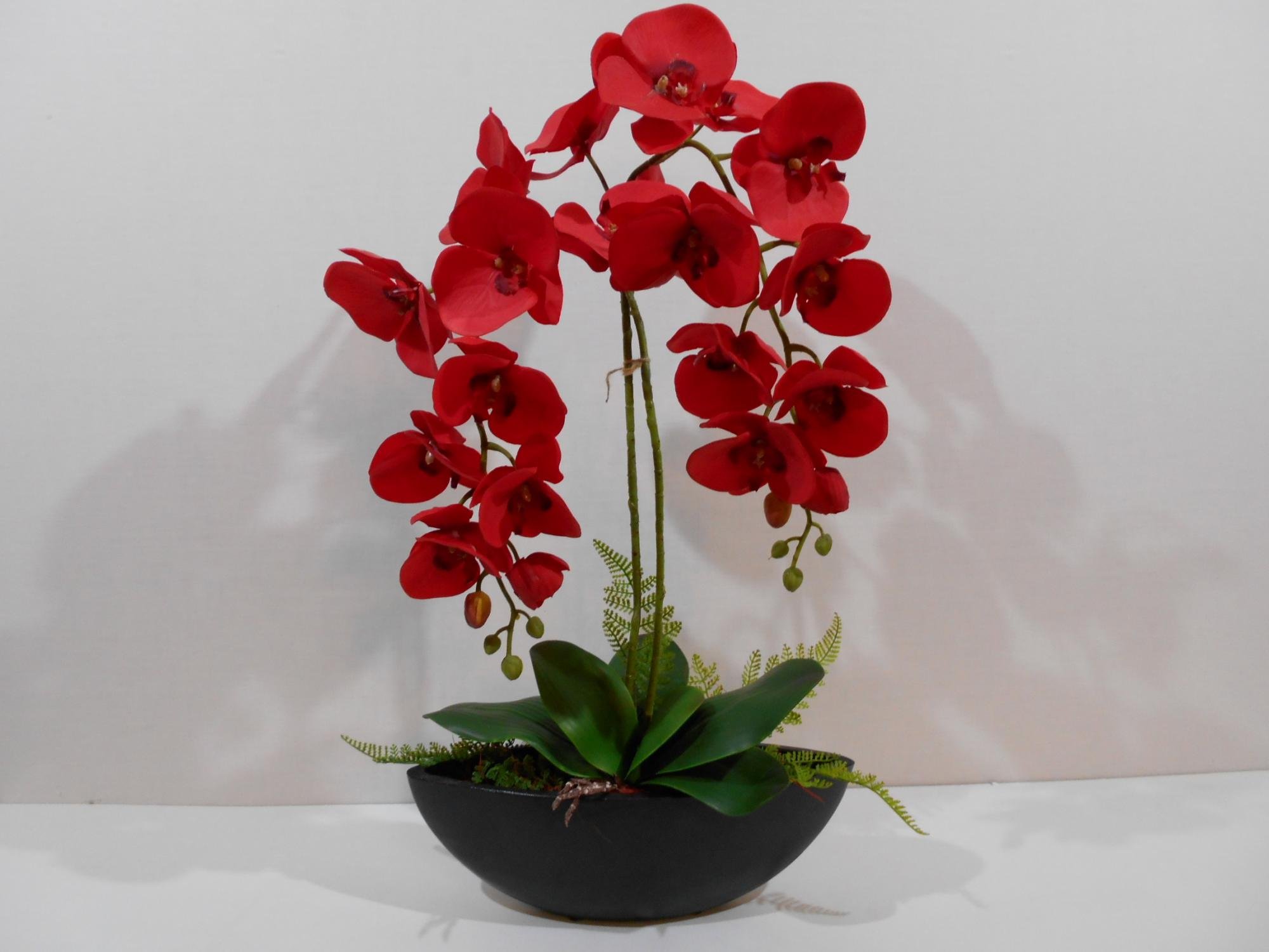 Купить цветы орхидеи в горшке. Орхидея фаленопсис красная. Орхидея Artisto Neo. Фаленопсис Artisto. Фаленопсис Нео.