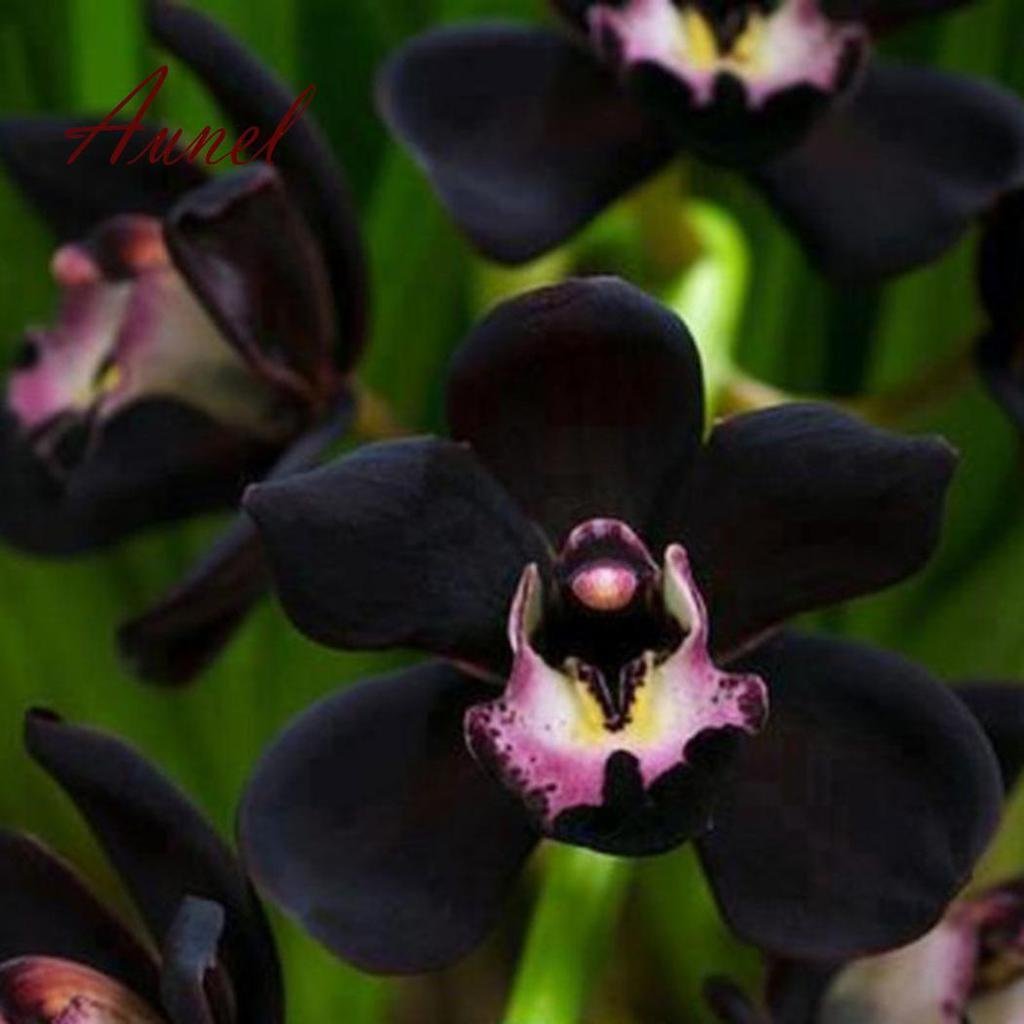 орхидея бэтмен фото
