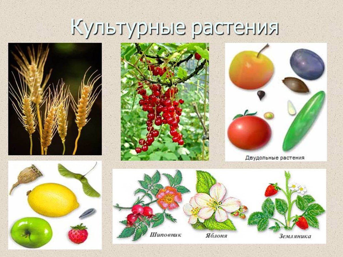Плодовые Растения Примеры