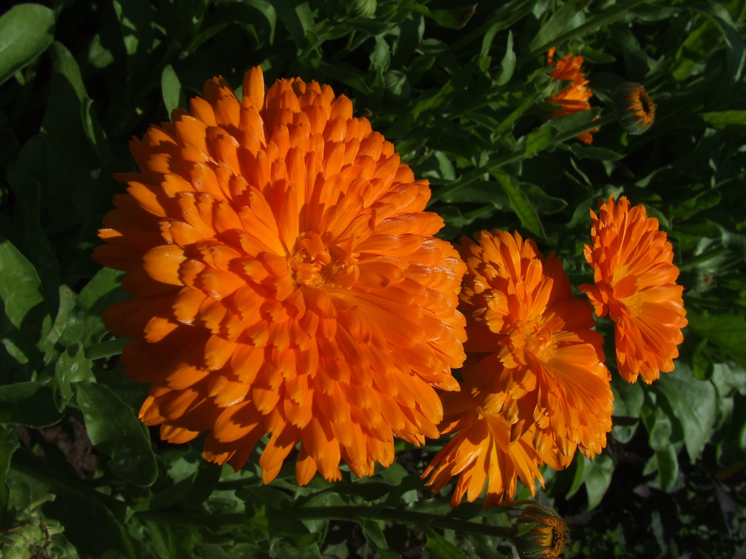 Цветы оранжевого цвета названия и фото. Календула Мэриголд. Календула Ириска. Бархатцы и календула. Клумбовые цветы календула.
