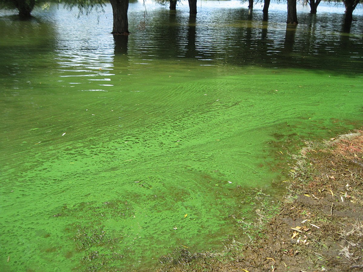 Цветет водоем. Хламидомонада цветение воды. Цветение воды цианобактерии. Цианобактерии сине-зеленые водоросли. Цианобактерии эвтрофикация.