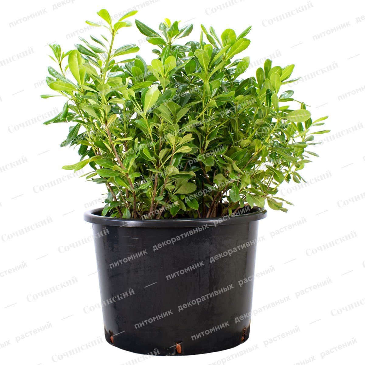 Кустарник Pittosporum Tobira