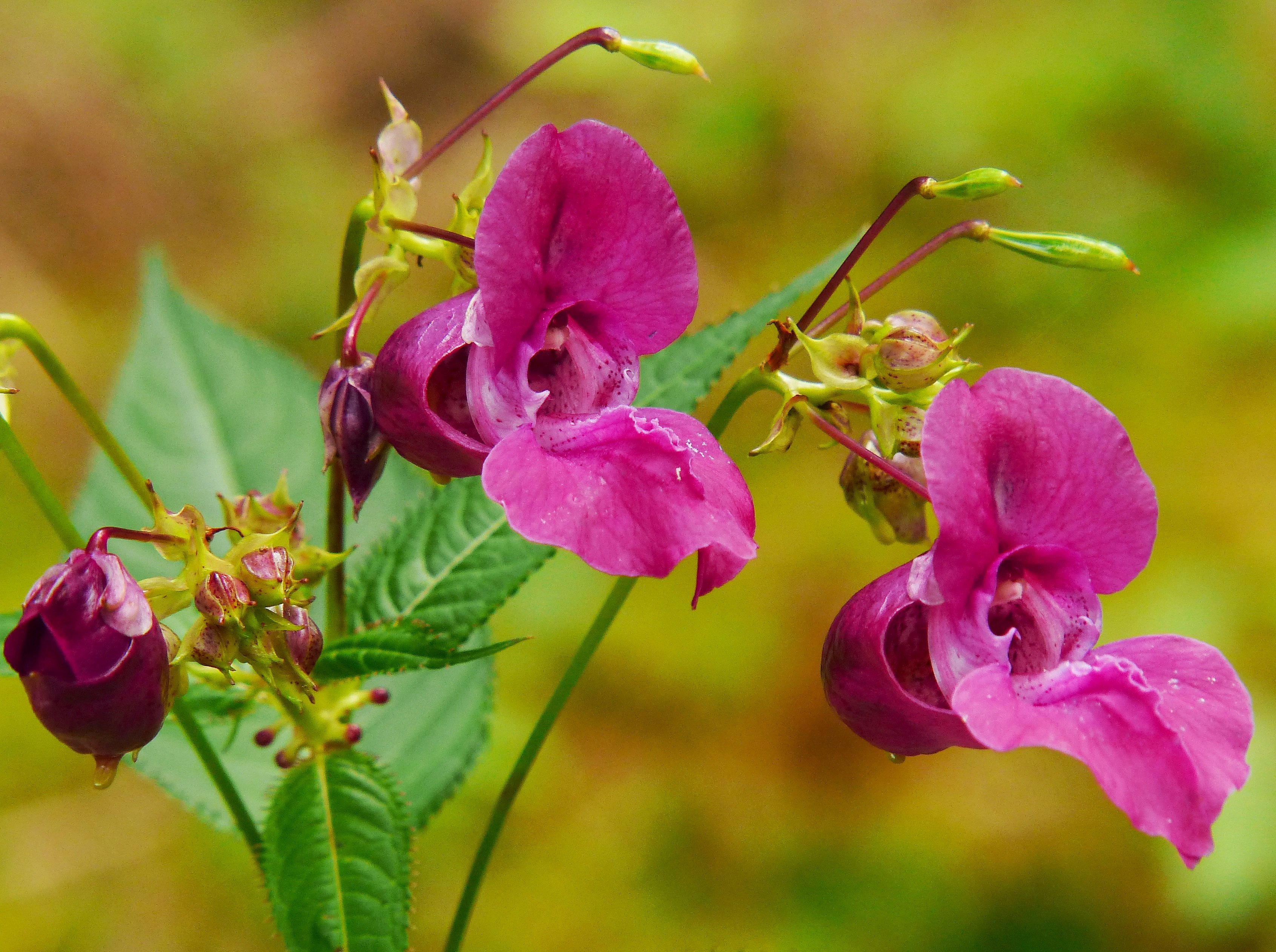 Дикий цветок на русском. Himalaya balsam растение. Himalayan balsam растение. Индийский Springkraut. Тефрозия пурпурная.