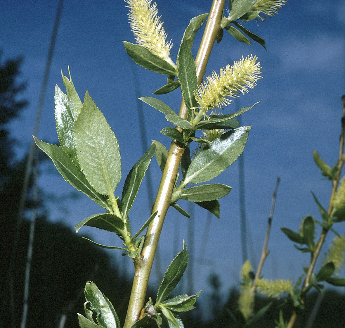 Семейство ивовых 5 букв. Ива Штарке - Salix starkeana. Salix Americana. Salix растение. Сорняковая Ива.