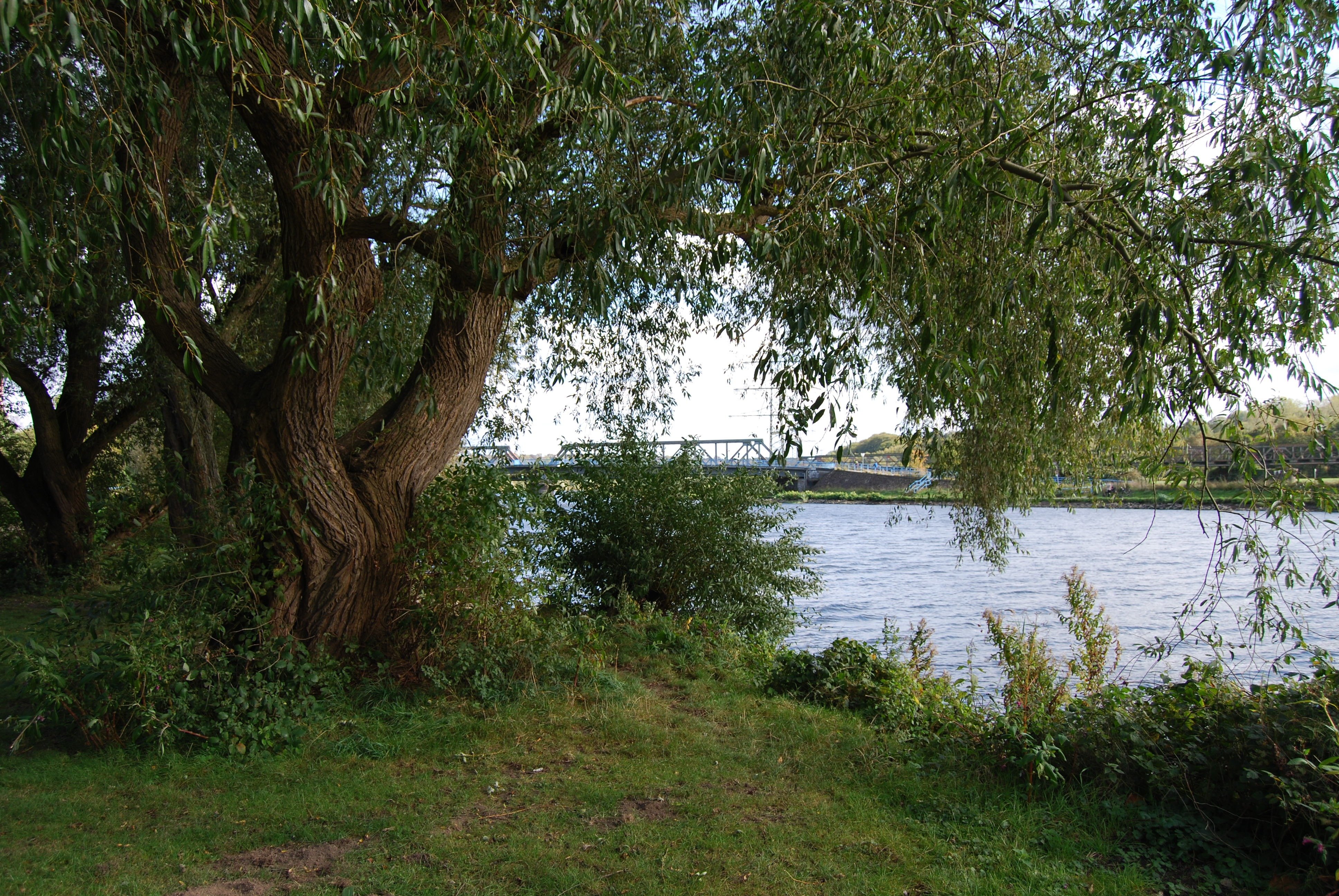 Внизу над рекой. Ветла лес Осташков. Ветла дерево в Эстонии. Ивовый куст на Песчаном берегу Оки. Чувашия ветла.