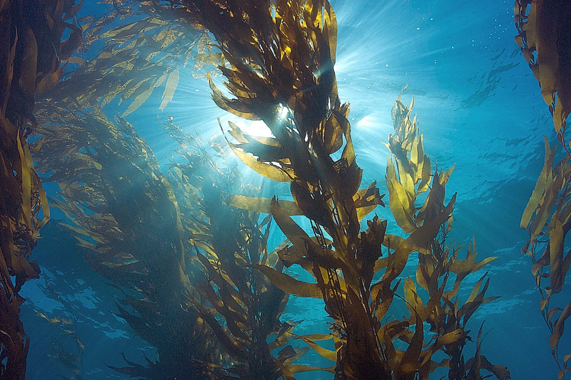 Почему водоросли растут в воде. Саргассово море бурые водоросли. Водоросль морская капуста ламинария. Бурые водоросли ламинария. Ламинария фукус бурые.