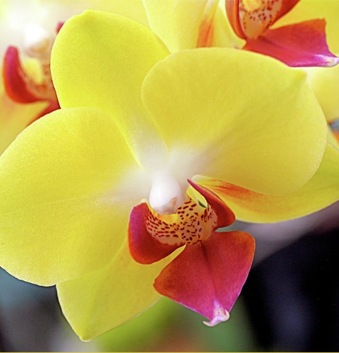 орхидея желтого цвета фото