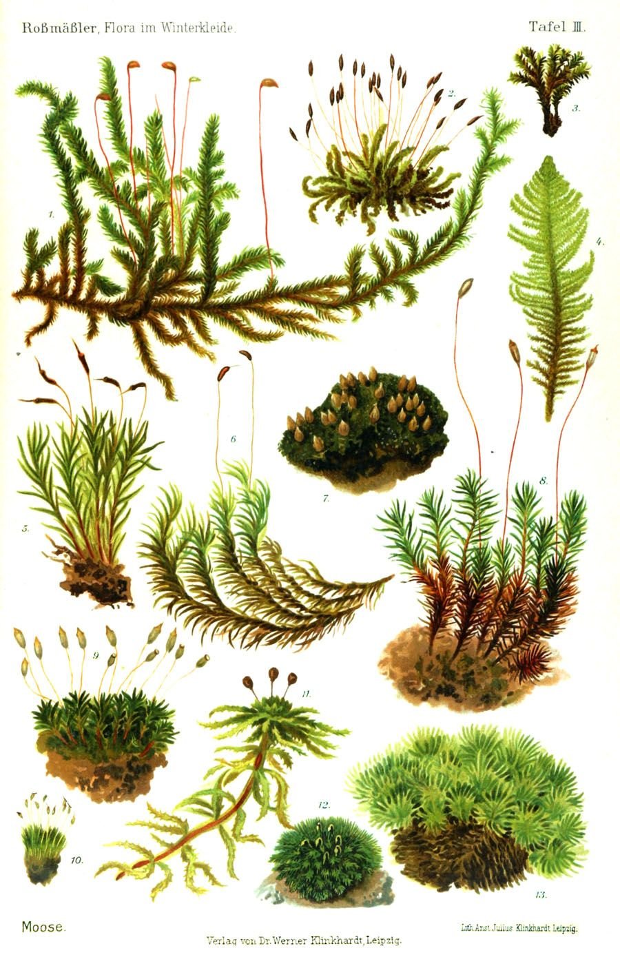 Примеры растений группы мхов. Моховидные растения сфагнум. Мох Катаринея. Сфагнум болотный. Мох схистостега.