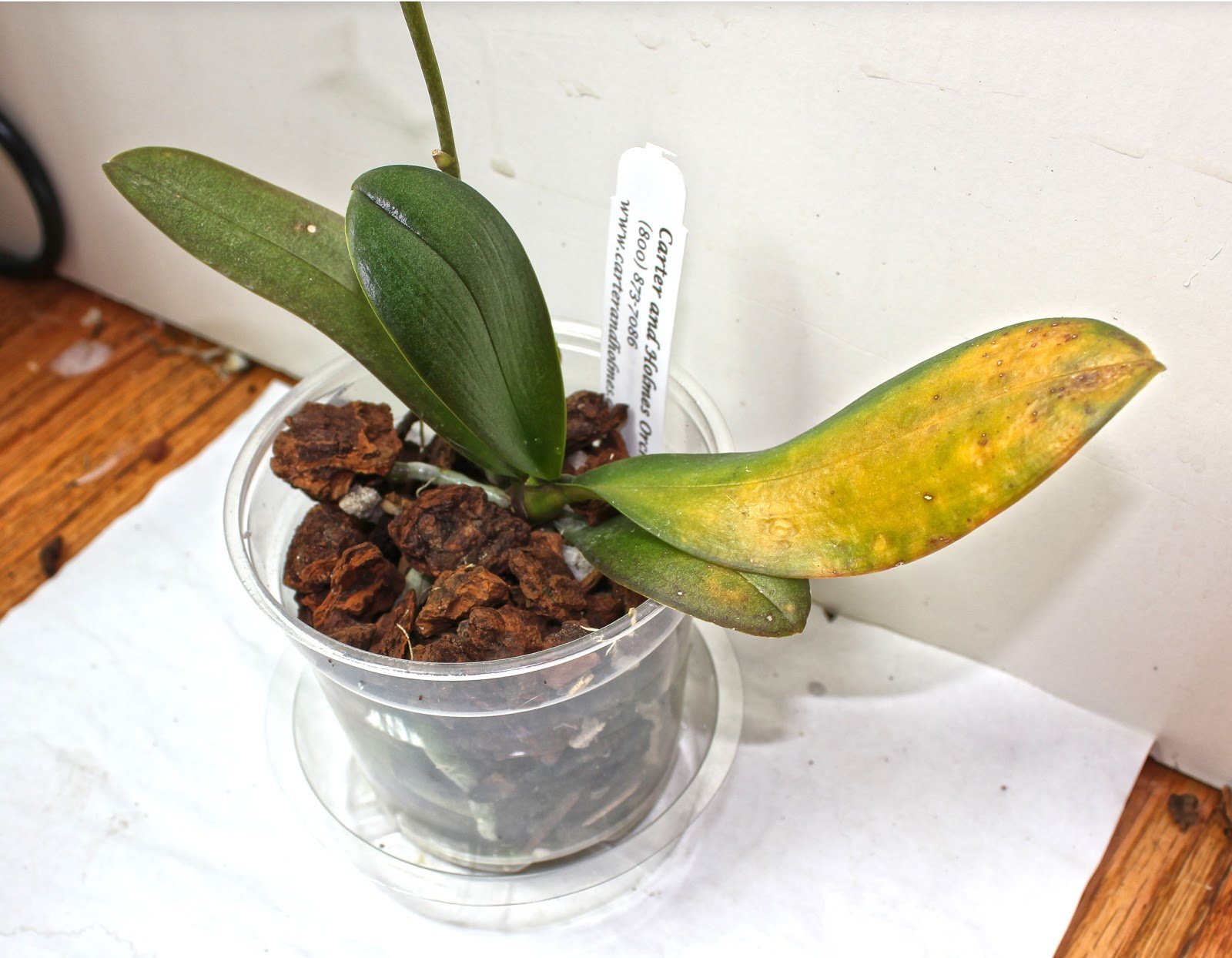 хлороз на орхидеях фото