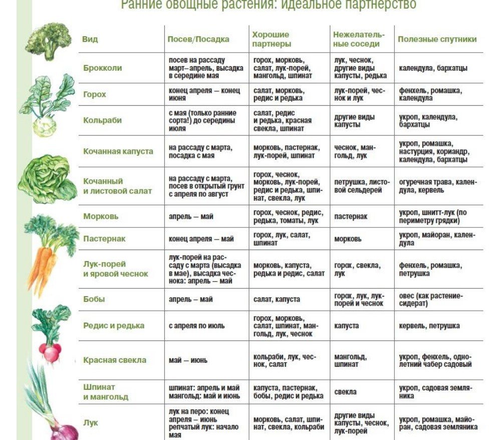 Виды овощных культур. Таблица посадки огородных растений в открытый грунт. Сроки посева овощных культур таблица. Овощные соседи на грядке таблица. Таблица совместных посадок овощей в открытом грунте.
