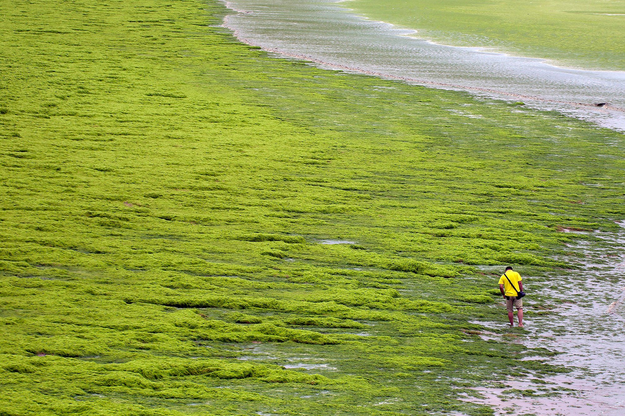 Воздух в водорослях. Энтероморфа водоросль. Желтые водоросли. Водоросли в море. Зелёные водоросли.