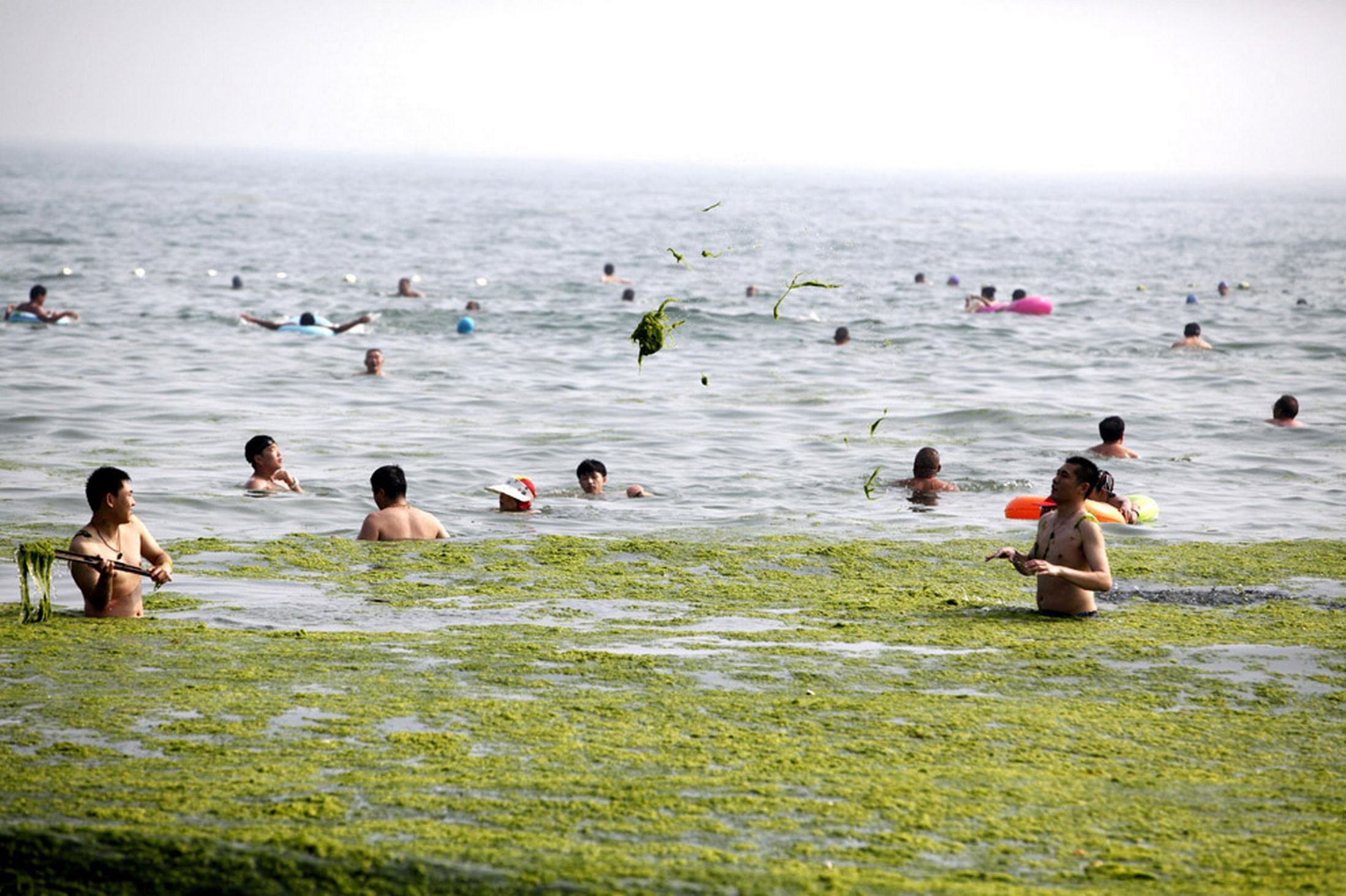 Август можно ли купаться. Желтое море Китай. Желтое море Циндао. Водоросли желтого моря. Желтое море в Китае пляжи.