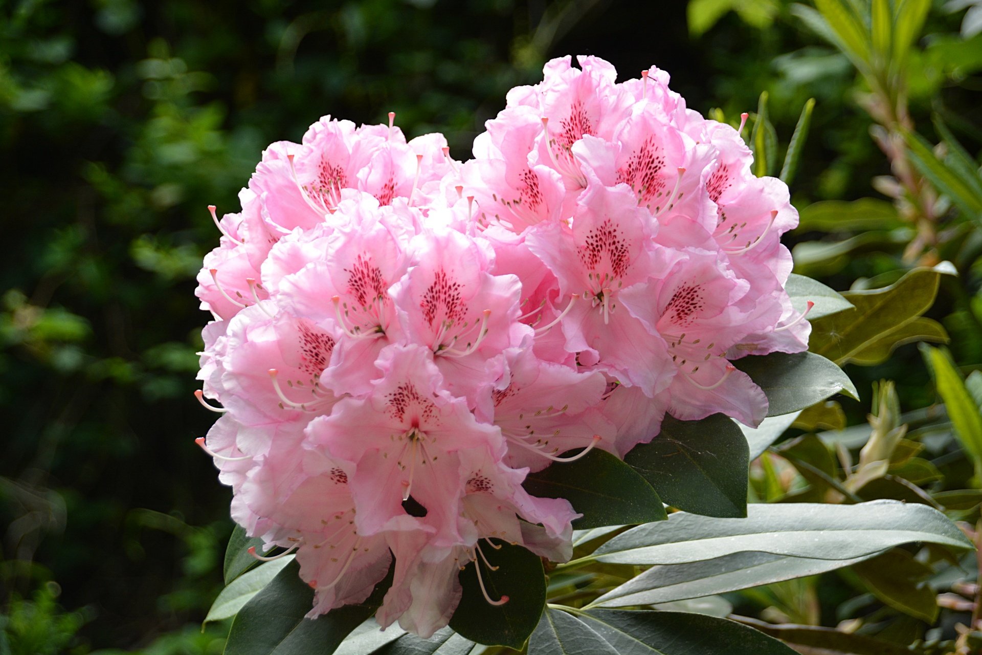 Rhododendron fortunei