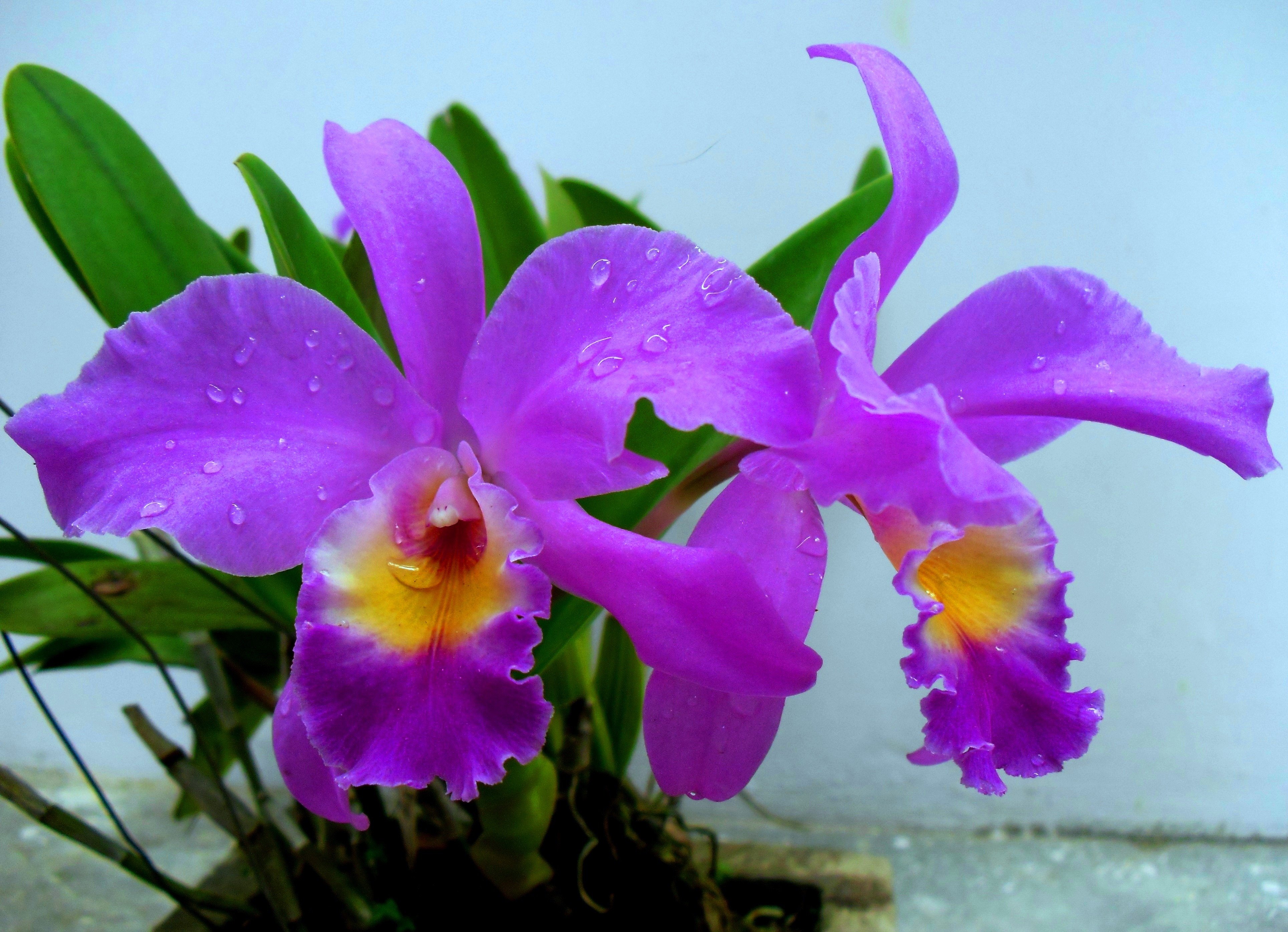 Орхидея Cattleya trianae Колумбия