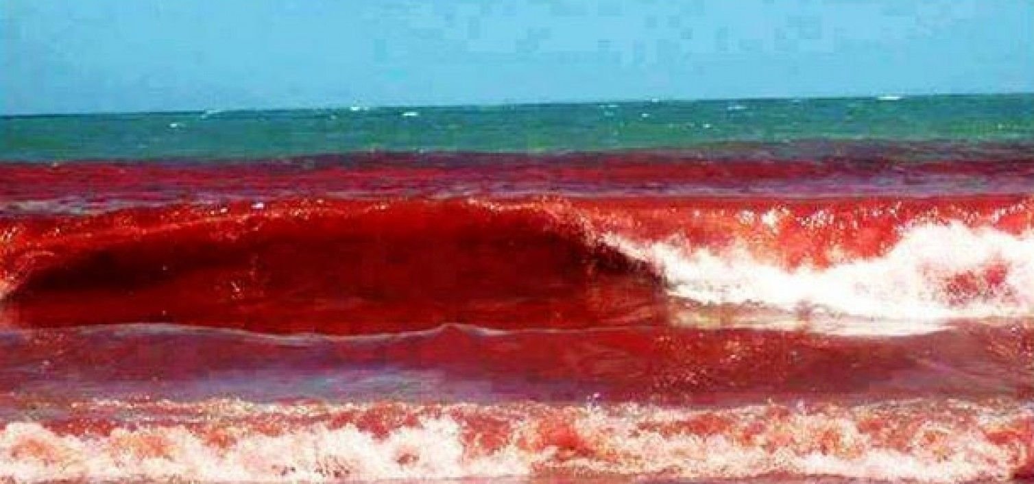 В воду идет красным. Водоросли красный прилив. Динофлагелляты красный прилив. Red Tide во Флориде.
