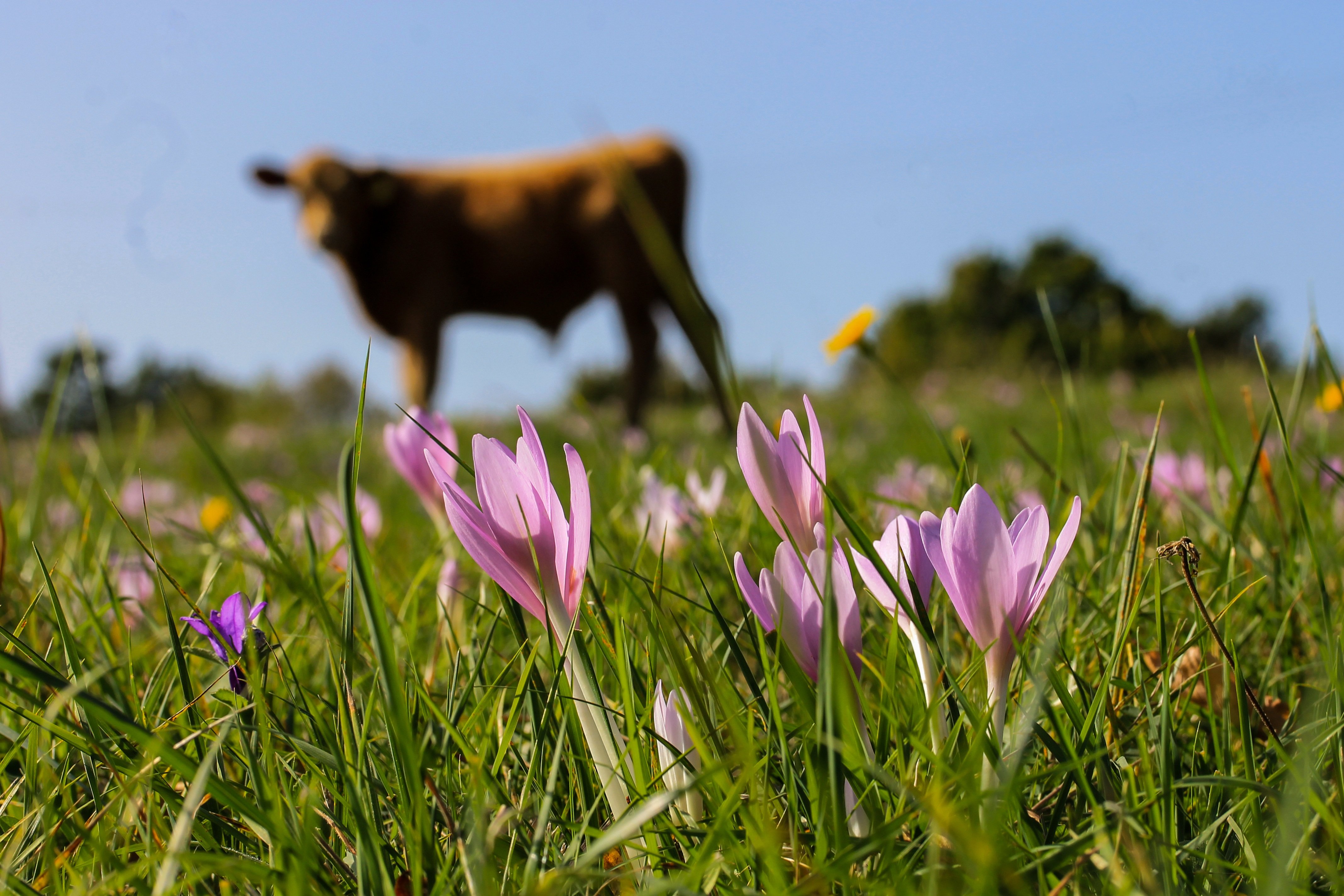 Животные и растительный мир весной. Лугово пастбищный ландшафт. Весенние пастбища. Коровы на лугу. Корова на Солнечном лугу.