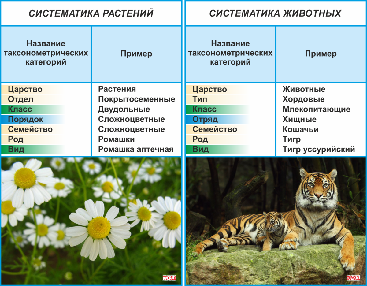 Приведите примеры представителей. Систематика растений и животных. Классификация растений и животных. Систематизация растений и животных. Классификация растений и живот.