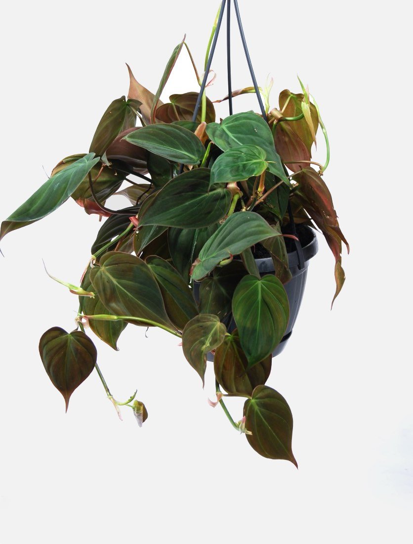 Philodendron Micans