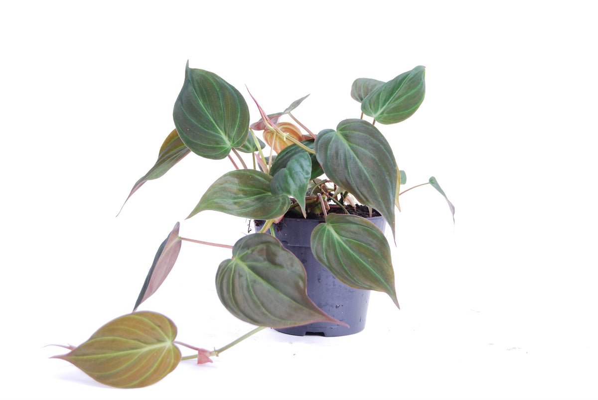 Philodendron Micans