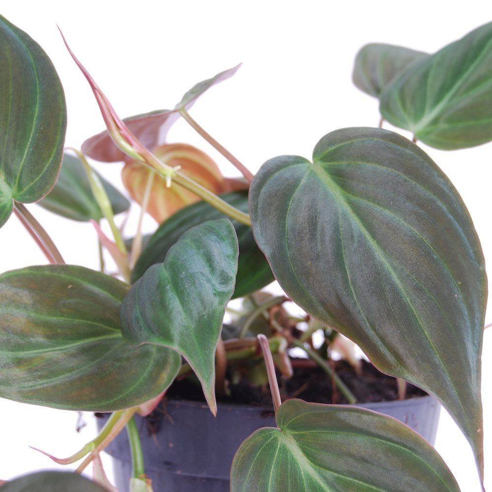 Philodendron Micans