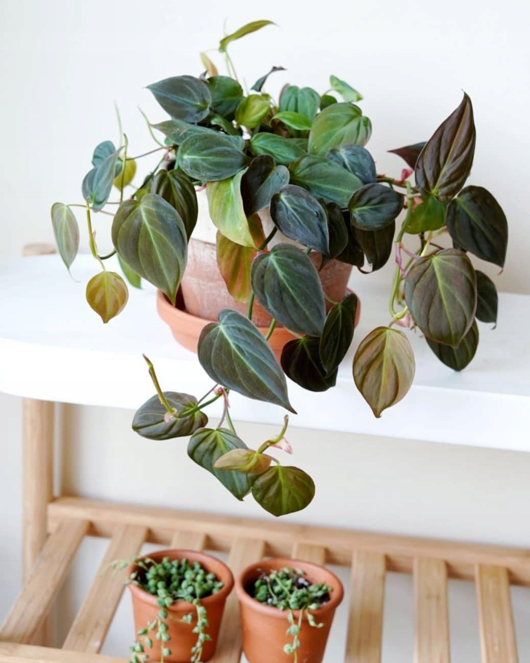 Philodendron Micans