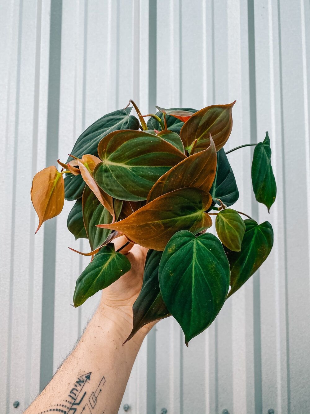 Philodendron Micans