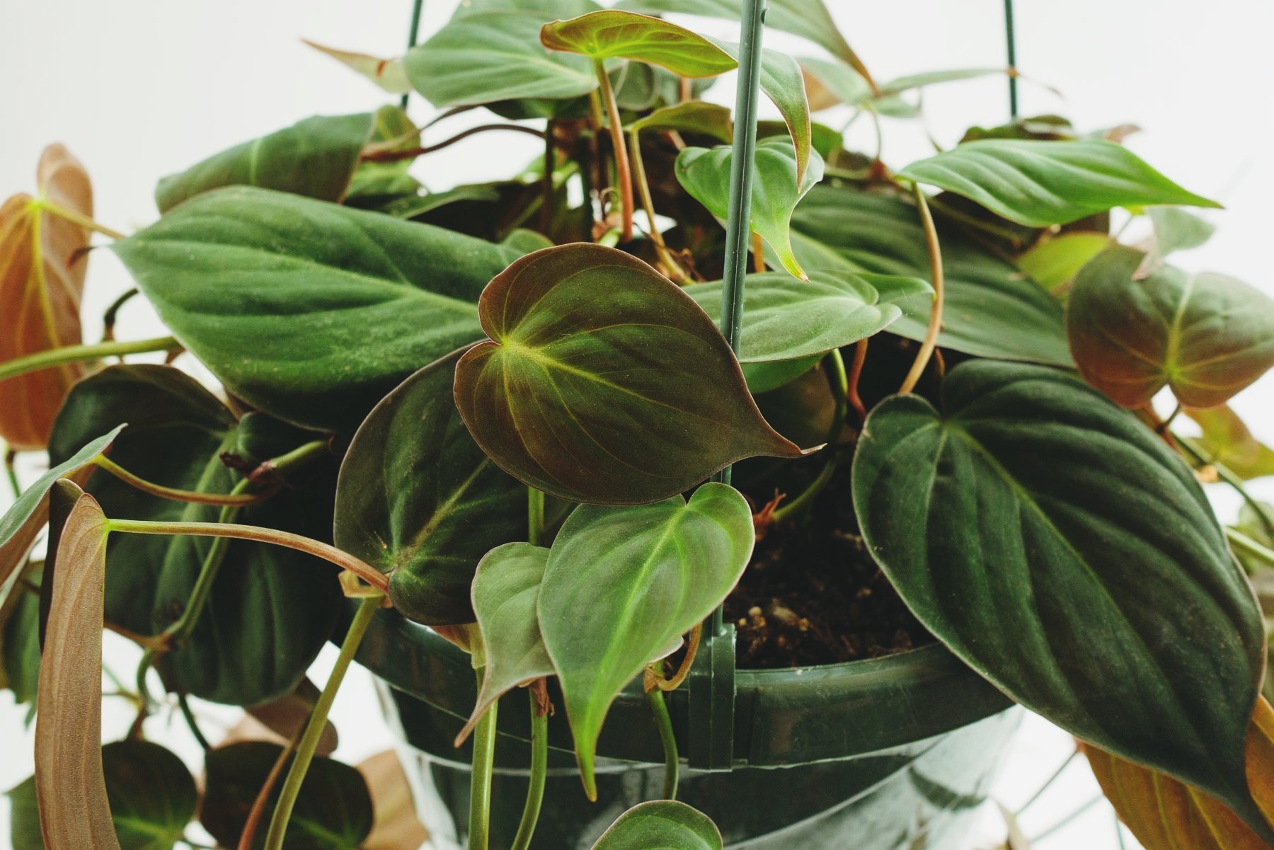 Philodendron Micans