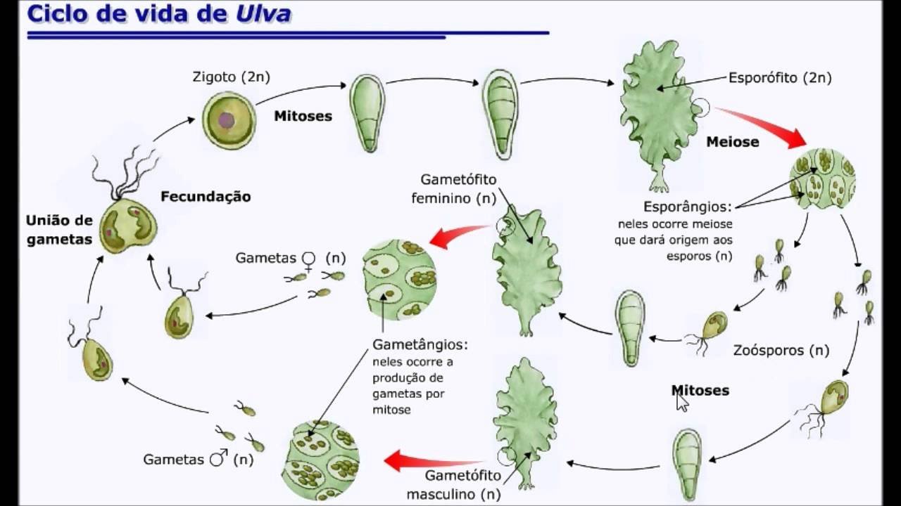 Жизненный цикл водоросли ульвы. Жизненный цикл водорослей Ульва. Жизненный цикл ульвы схема. Цикл размножения Ульва.