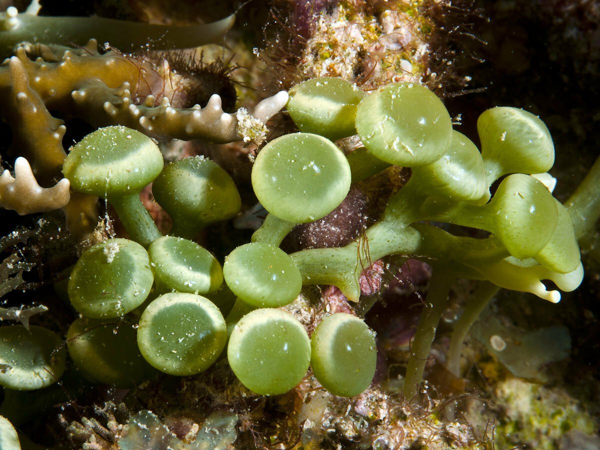 Водоросли похожие. Каулерпа Виноградная. Каулерпа водоросль. Каулерпа taxifolia водоросль. Каулерпа одноклеточная.