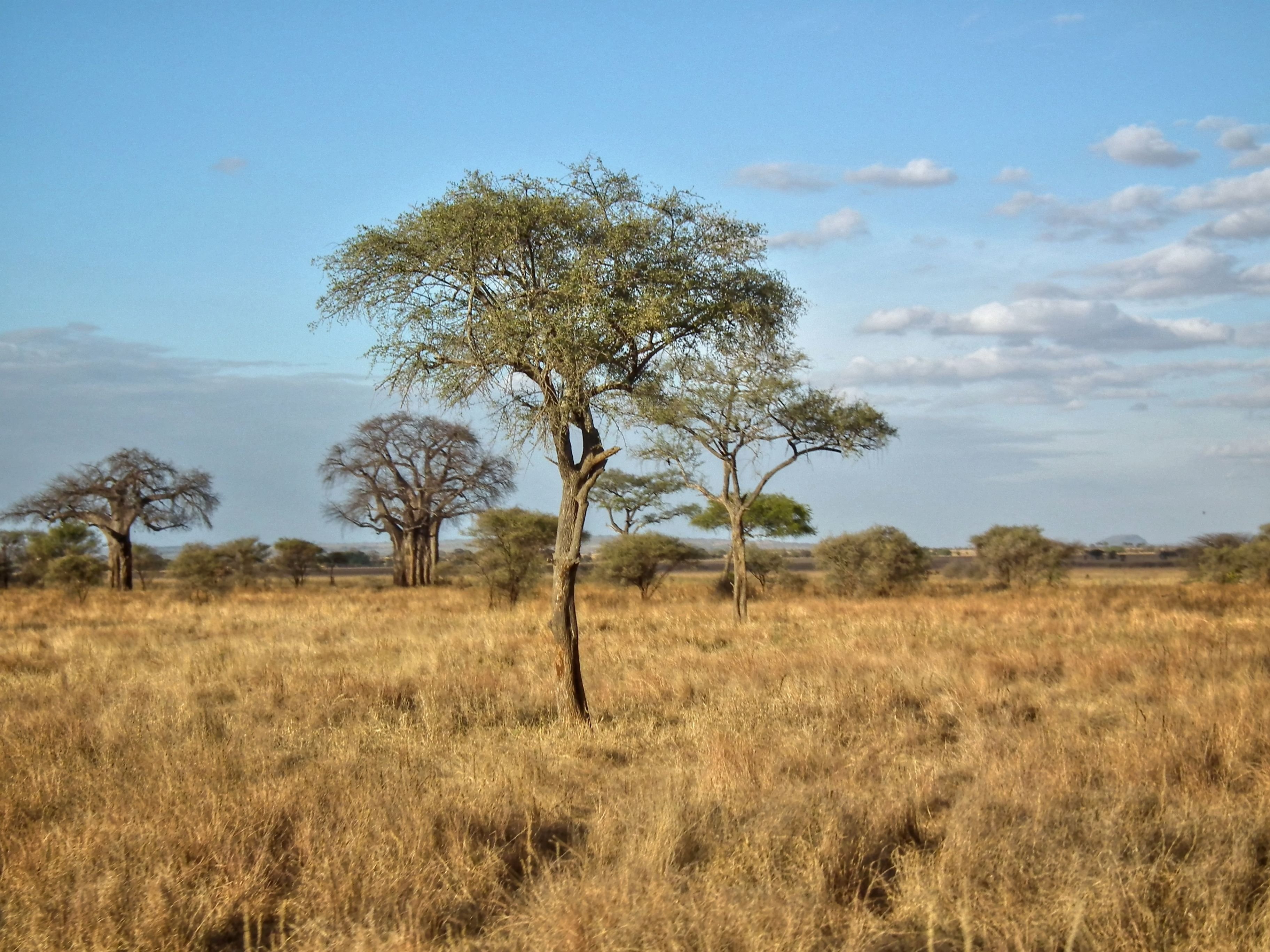 Особенности растительности саванны и редколесья. Теуантепек Саванна. Саванны Танзании. Редколесья в Танзании. Миомбо в Танзании.