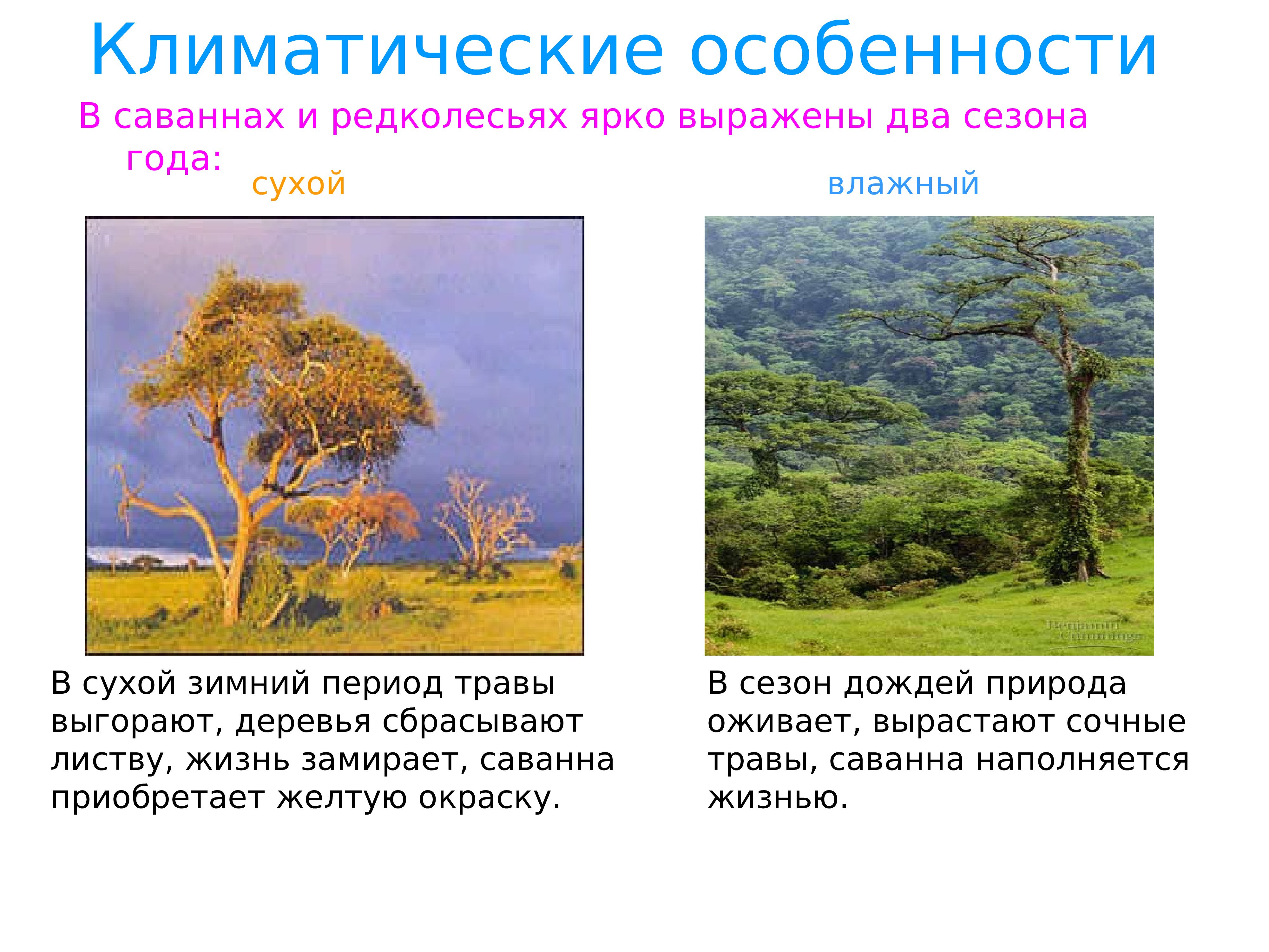 Особенности растительности саванны и редколесья