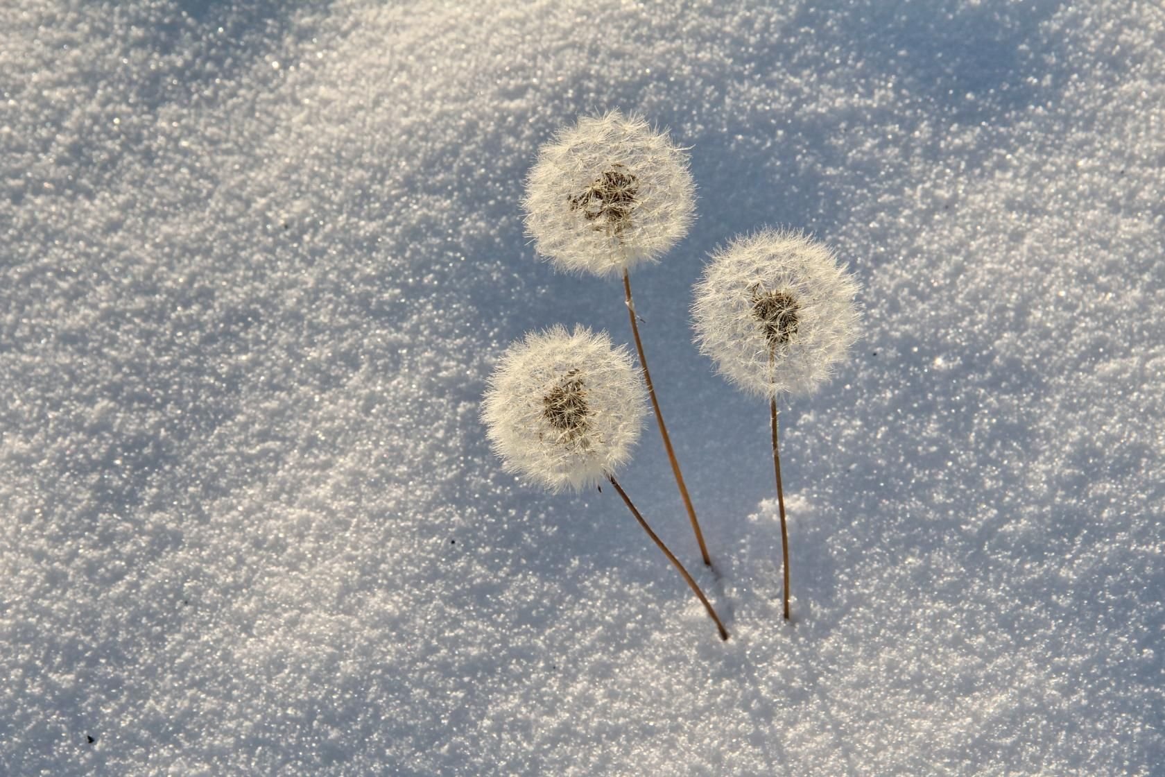 Крошка снег. Одуванчик зимой. Одуванчик в снегу. Одуванчик пушистый. Снежные цветы.