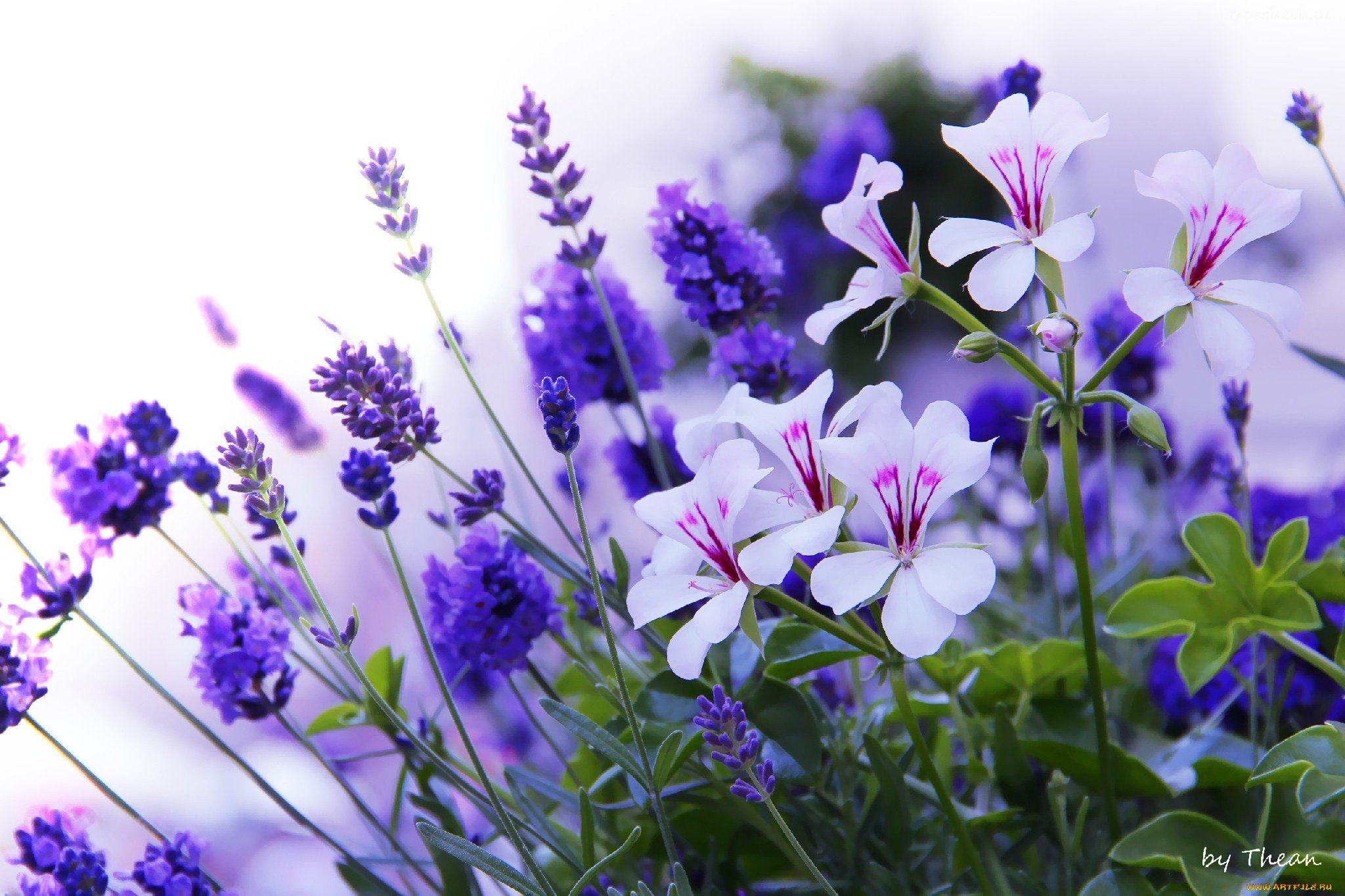 Фиолетовые полевые цветы - 73 фото