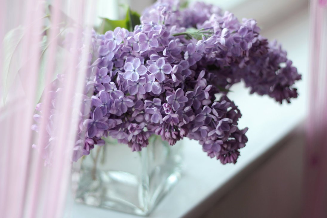 Сирень Lilac Sunday